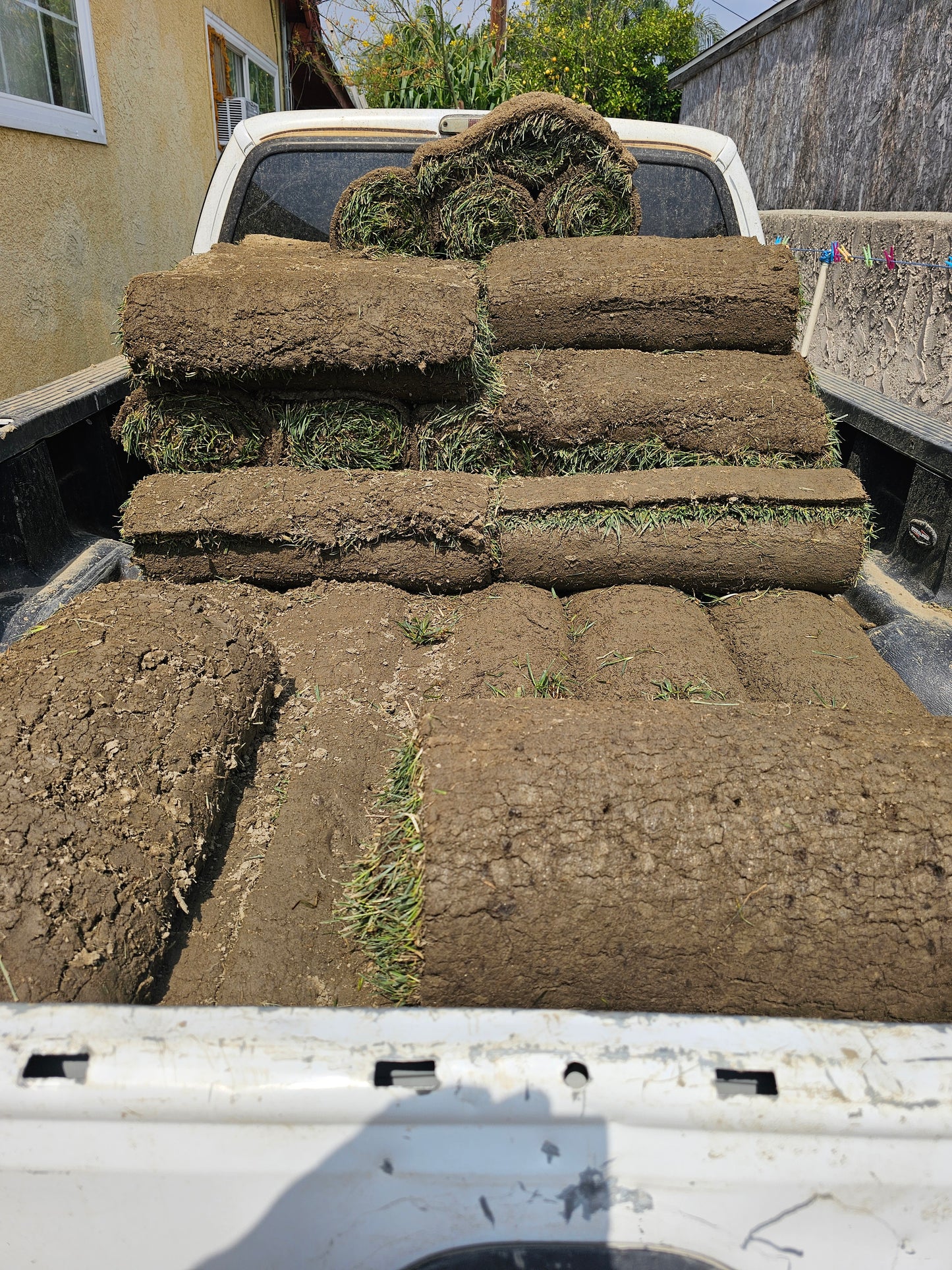 SOD 400 sqft of fescue