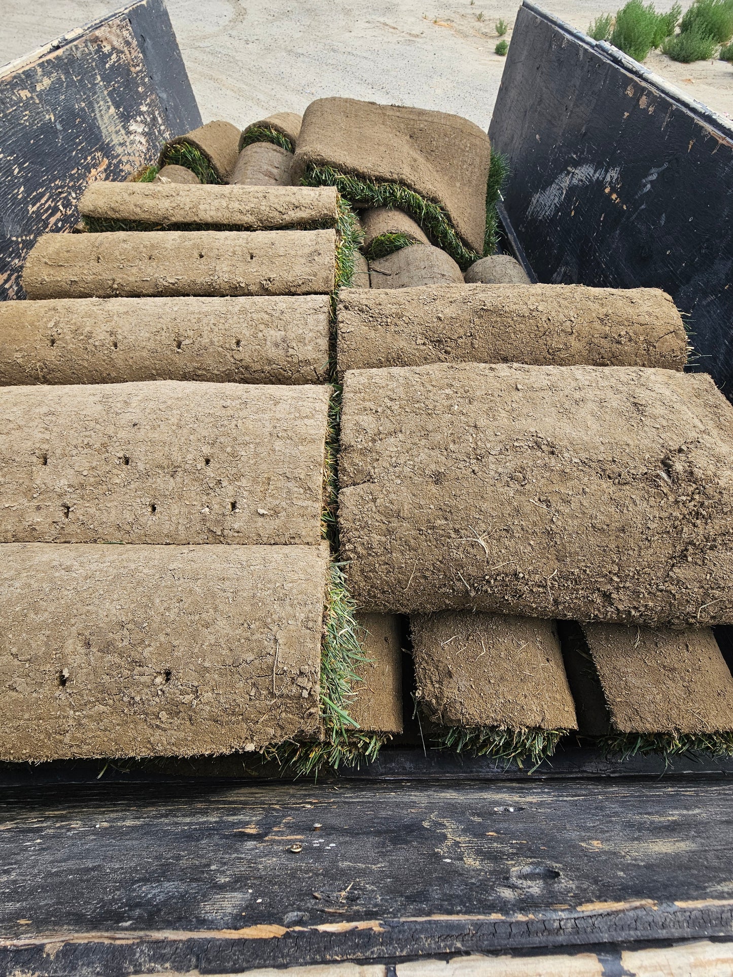 SOD 300 sqft of fescue