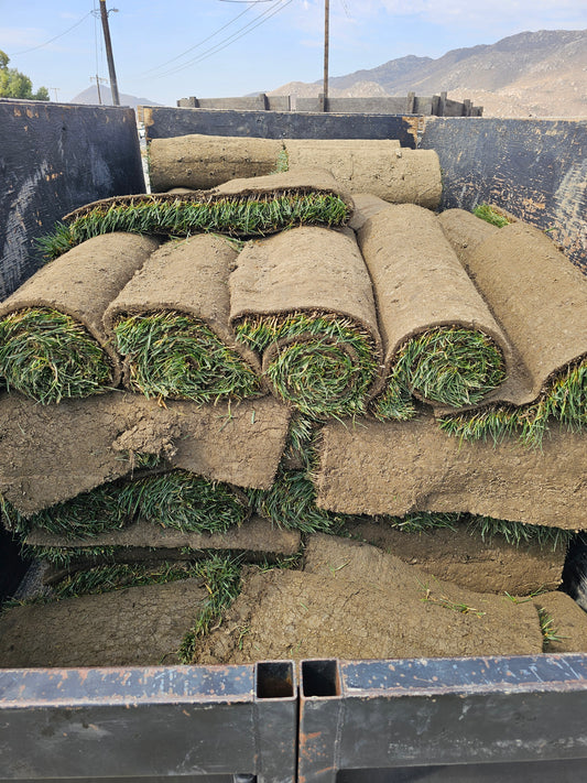 SOD 200 sqft of fescue