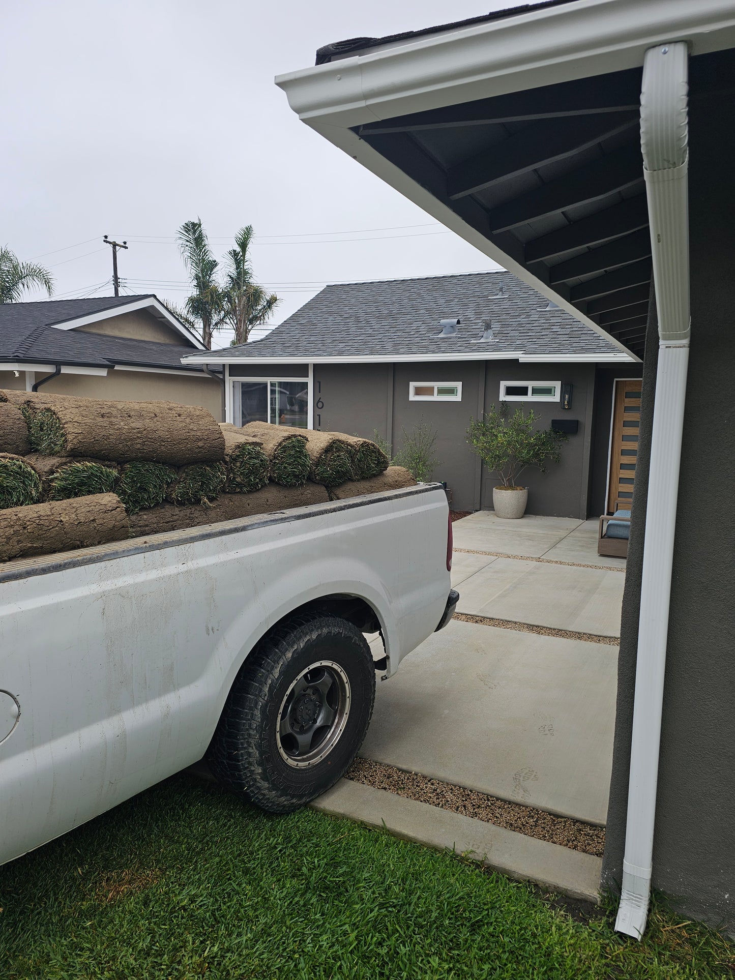 SOD 100 sqft of fescue